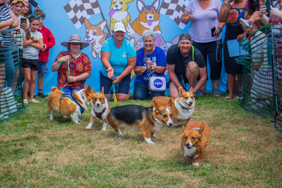 Corgi Fest - Aug 9 - Erie, PA – My Store